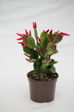 Spring Flowering Cactus - Rhipsalidopsis
