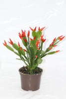Spring Flowering Cactus - Rhipsalidopsis