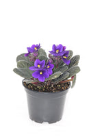 African Violet