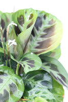 Prayer Plant Green - Maranta leuconeura