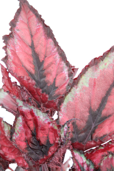 Rex Begonia Red Kiss - Begonia rex 'Red Kiss'