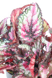 Rex Begonia Pink Charming - Begonia rex 'Pink Charming'