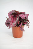 Rex Begonia Stained Glass - Begonia rex 'Stained Glass'