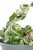 Hoya Hindu Rope - Carnosa 'compacta green'
