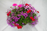 Isabella Inspired by Colour Mixed Hanging Basket
