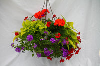 Escapade Inspired by Colour Mixed Hanging Basket