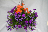 Whimsy Inspired by Colour Mixed Hanging Basket
