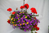 Footloose Inspired by Colour Mixed Hanging Basket