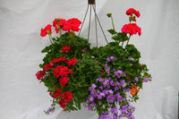Brave Inspired by Colour Mixed Hanging Basket