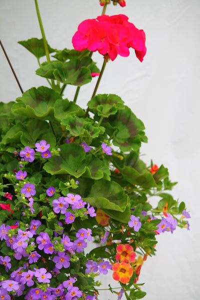Brave Inspired by Colour Mixed Hanging Basket