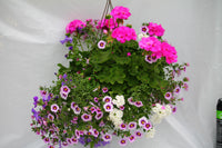 Dreamer Inspired by Colour Mixed Hanging Basket