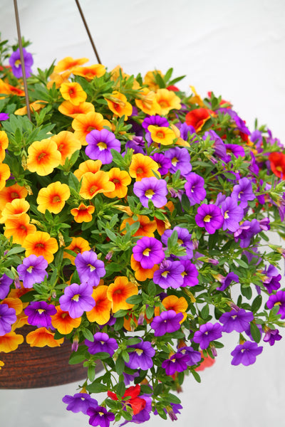 million bells hanging plant Calibrachoa Hanging Basket – Family Flowers Inc