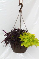 Friends Inspired by Colour Mixed Hanging Basket