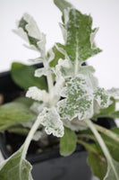 Silver Dust Dusty Miller