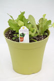 Lettuce - Leaf Patio Pot
