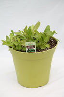 Lettuce - Leaf Patio Pot