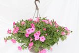 Petunia Supertunia Bubblegum Hanging Basket