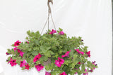 Petunia Surfinia Hanging Basket
