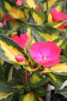 Sunpatiens Compact Tropical Rose New Guinea Impatien