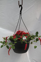 Chenille Foxtail Hanging Basket