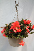 Seaside Coral Begonia Hanging Basket