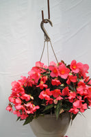Seaside Rosa Begonia Hanging Basket