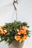 Seaside Evening Begonia Hanging Basket