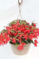 Begonia Encanto Hanging Basket