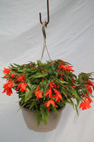 Begonia Encanto Hanging Basket