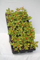 Celosia Bedding Plant