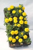 Antigua Marigold Bedding Plant