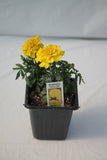 Bonanza Marigold Bedding Plant