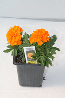 Bonanza Marigold Bedding Plant