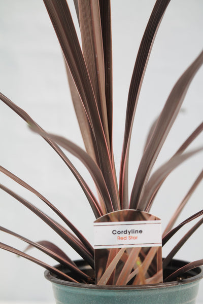 red star spike plant indoor Cordyline Red Star Spike – Family Flowers Inc