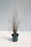 Sedge Grass