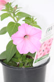 Petunia Bubblegum Bedding Plant