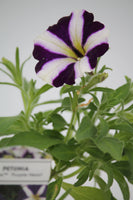 Petunia Amore Bedding Plant