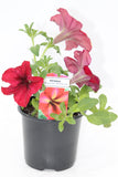 Petunia Crazytunia Bedding Plant