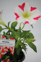 Petunia Amore Hanging Basket