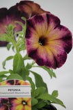 Petunia Crazytunia Bedding Plant