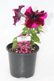 Petunia Crazytunia Bedding Plant