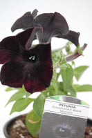 Petunia Crazytunia Bedding Plant