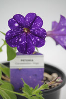 Petunia Surprise Sparkles Bedding Plant