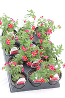 Calibrachoa Superbells Bedding Plant