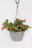Whopper Red Green Leaf Begonia Hanging Basket