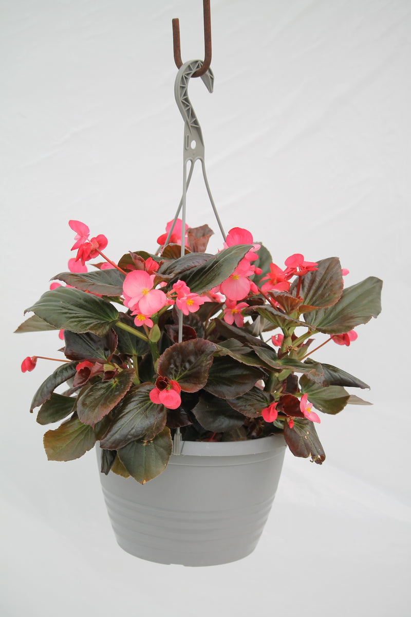Whopper Rose Bronze Leaf Begonia Hanging Basket Family Flowers Inc