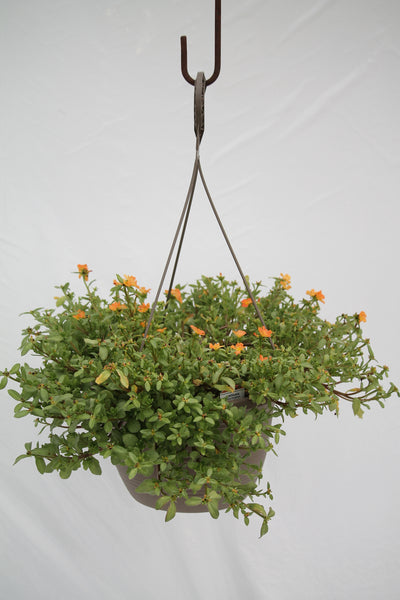 portulaca plant in hanging basket Portulaca Purslane Hanging Basket – Family Flowers Inc