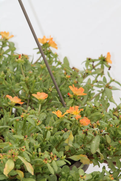 portulaca plant in hanging basket Portulaca Purslane Hanging Basket – Family Flowers Inc