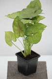 Arrowhead Plant Allusion - Nephthytis/Syngonium