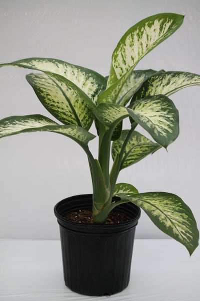 dieffenbachia amoena tropic snow Dumb Cane Tropic Snow
